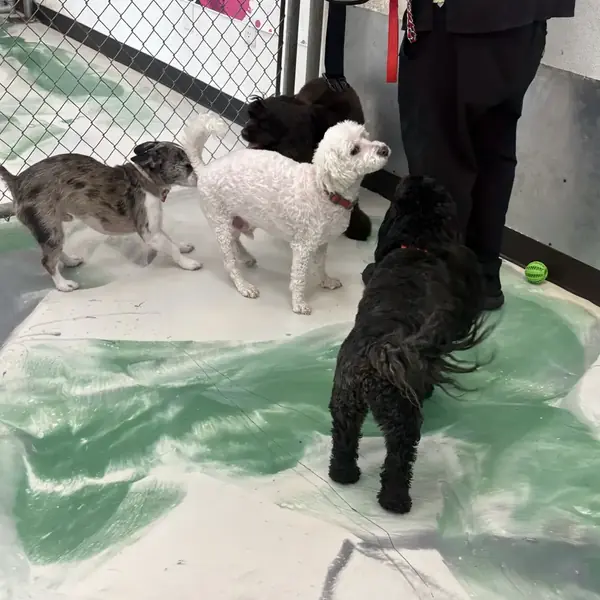 K9 Rox Club daycare floor in Las Vegas
